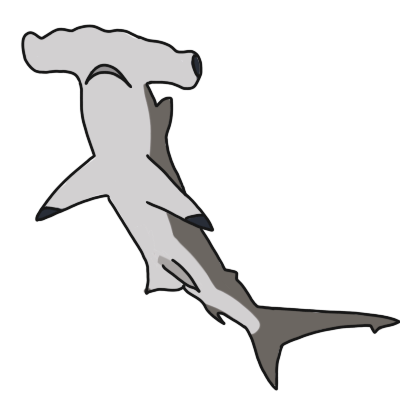 a scalloped hammerhead shark, seen mostly from below.